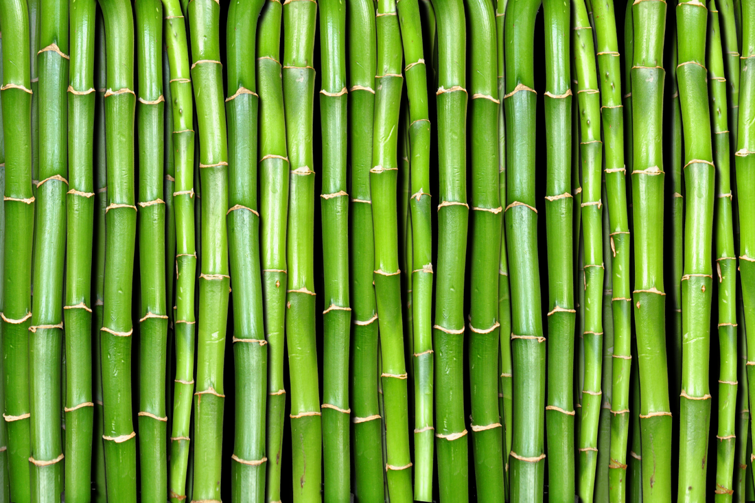Bamboo Products: A Sustainable Choice for a Better Future